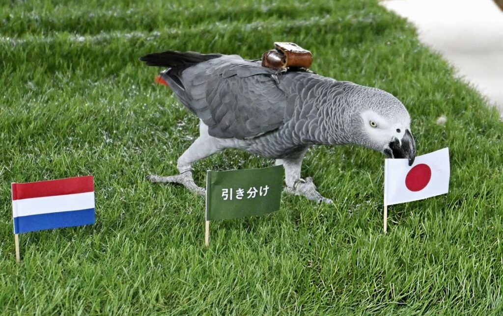 Prédictions du célèbre perroquet japonais pour le Japon